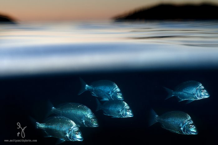ψάρια φωτογράφος θάλασσα 
