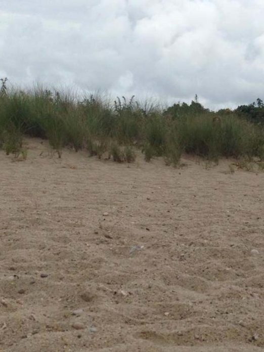 2e572e9d285d08f731f88b49e0e355b6