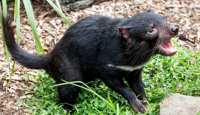 ayto-einai-to-zoo-poy-katafere-na-antistathei-ston-karkino-1