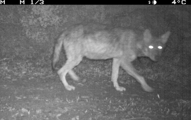 bac3ca0f25a0ad4bcc5449573c1a2527-1