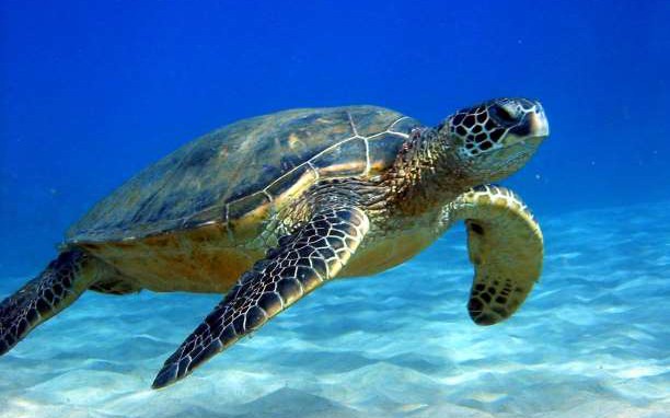 Δύτης σώζει θαλάσσια χελώνα κι αυτή τον ευχαριστεί…